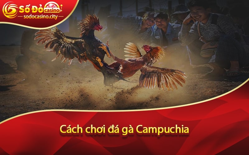 Cách chơi đá gà Campuchia